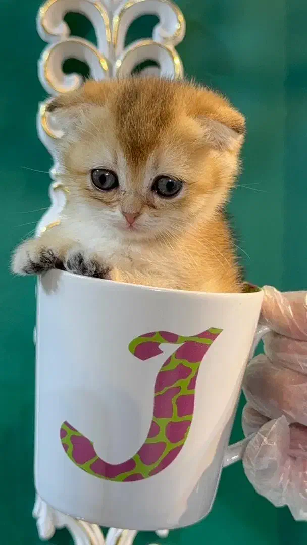 گربه اسکاتیش گلد ny11 و ny12|گربه|تهران, آسمان|دیوار