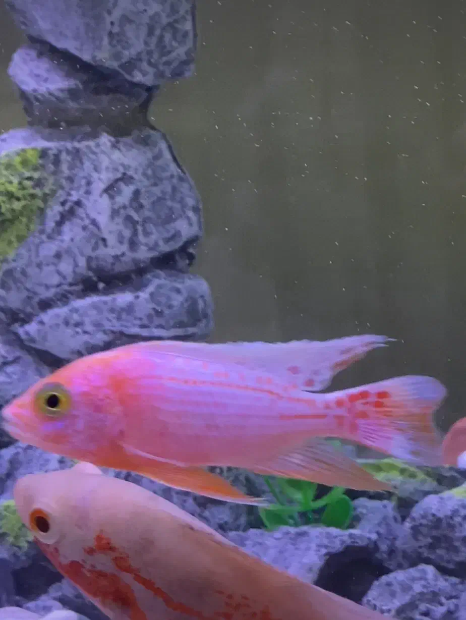 ماهی سیچلاید|ماهی|الوند, |دیوار