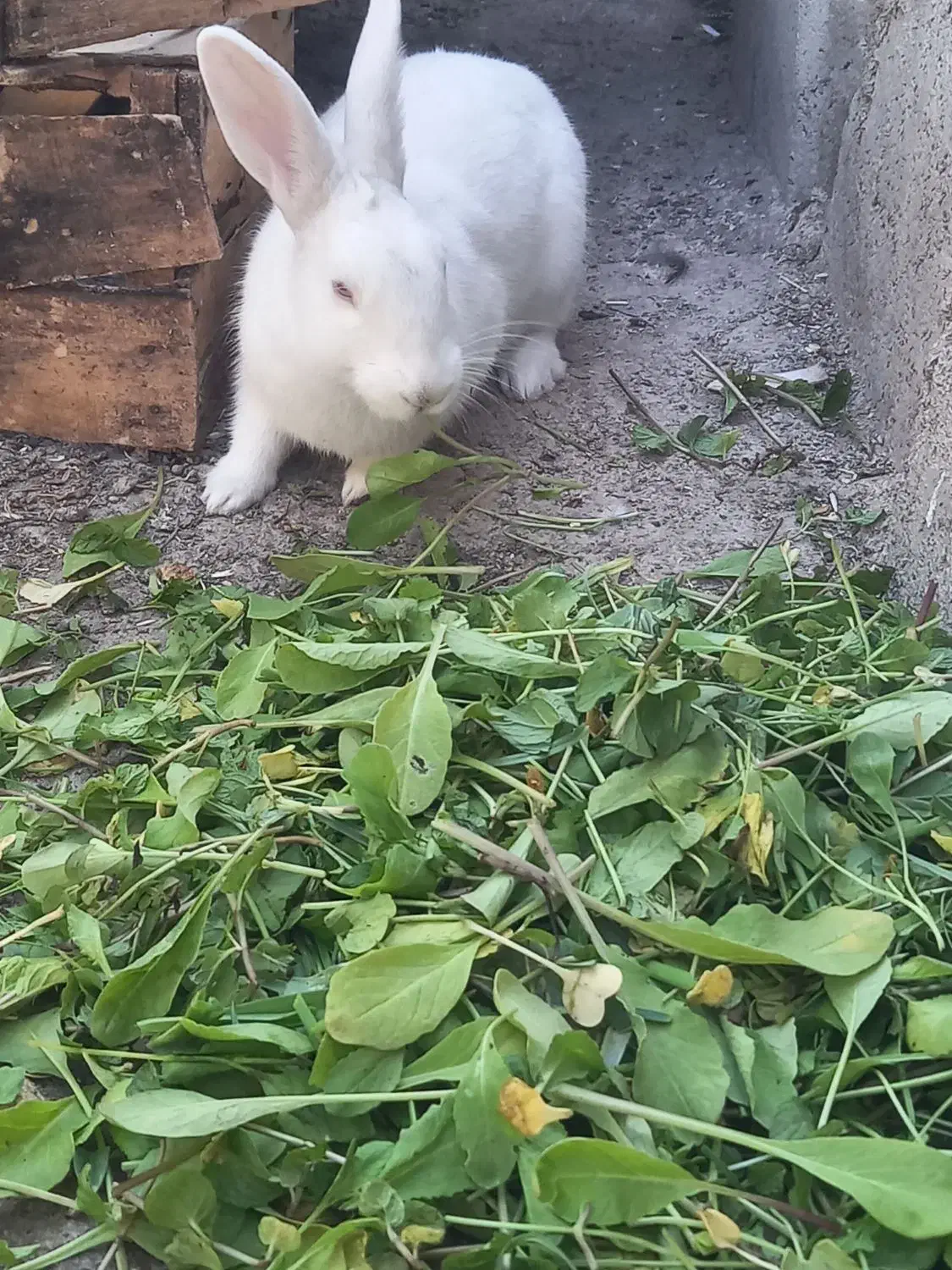 خرگوش|موش و خرگوش|ایذه, |دیوار