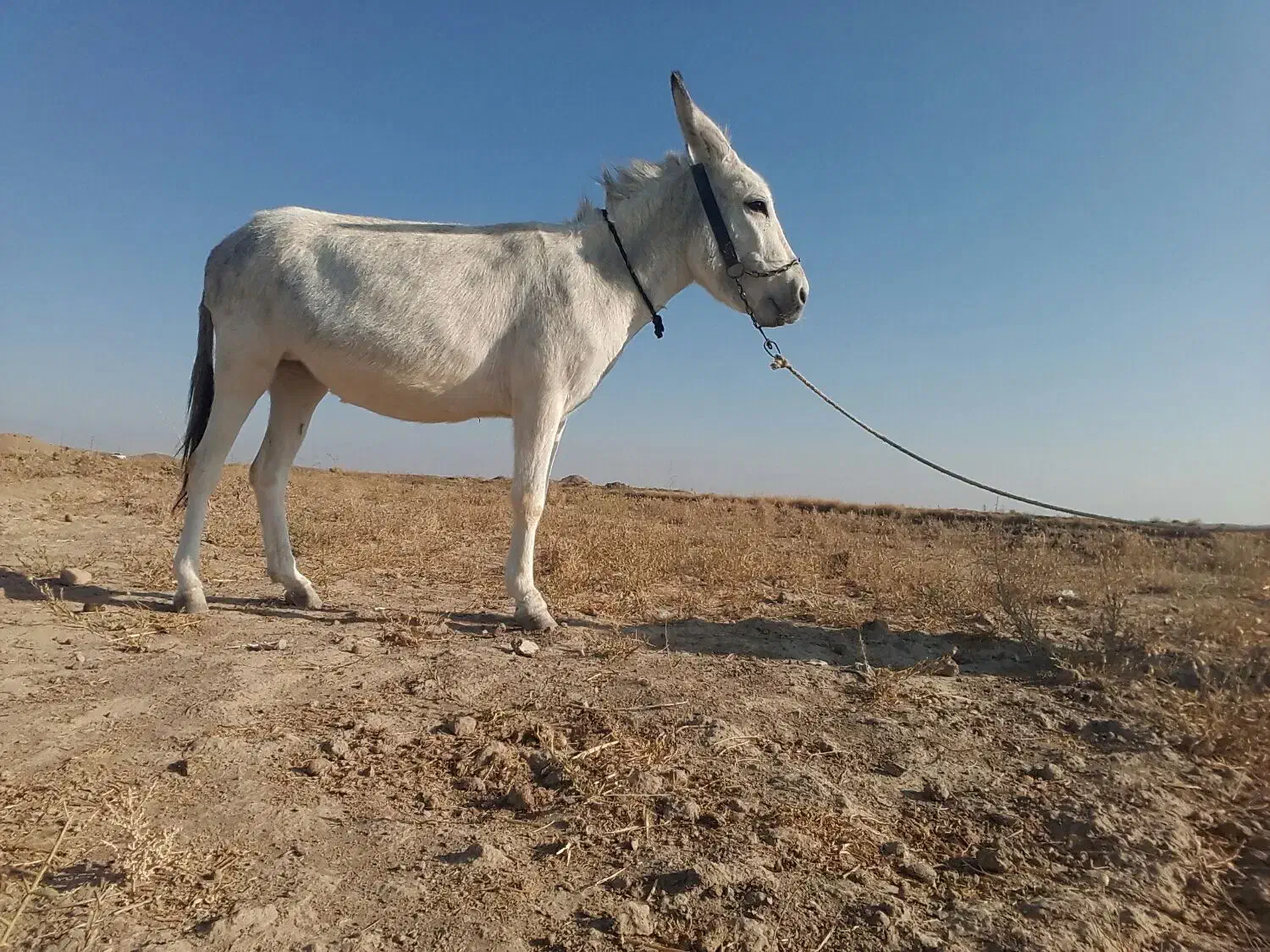 حیوانات|حیوانات مزرعه|طاغنکوه, |دیوار