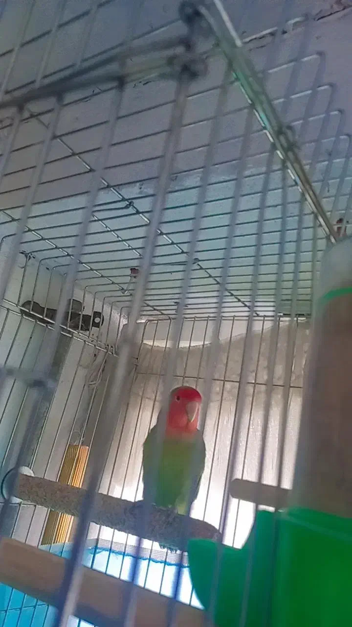 طوطی برزیلی مولد|پرنده|تاکستان, |دیوار