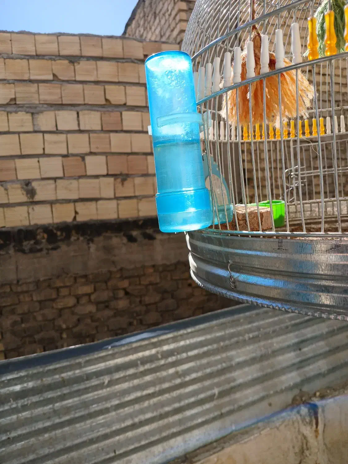 سهره خاکی مست|پرنده|شیراز, شهدای شهرک سعدی|دیوار