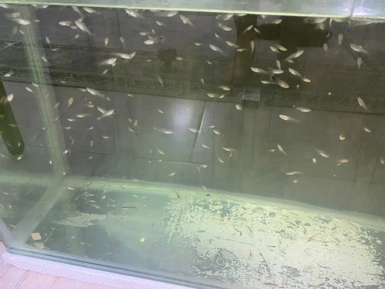 بچه ماهی گوپی|ماهی|هشتگرد, فاز ۳ مهستان|دیوار