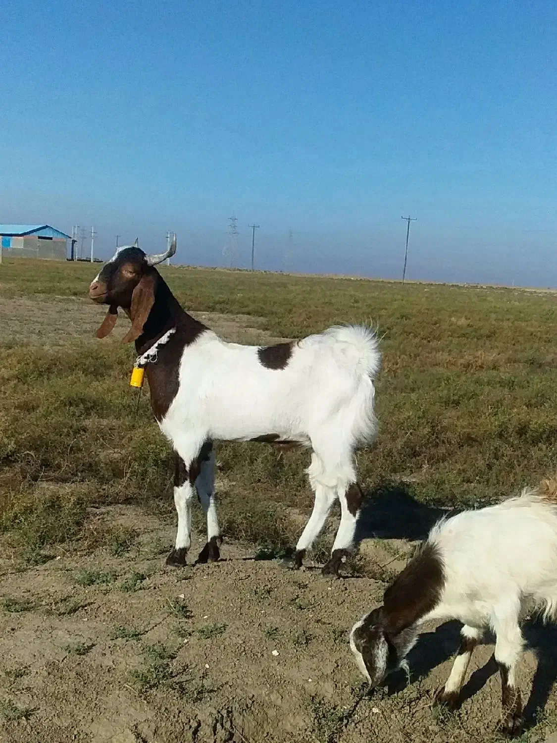 نر و مآده میباشند یک جفت|حیوانات مزرعه|گنبد کاووس, |دیوار