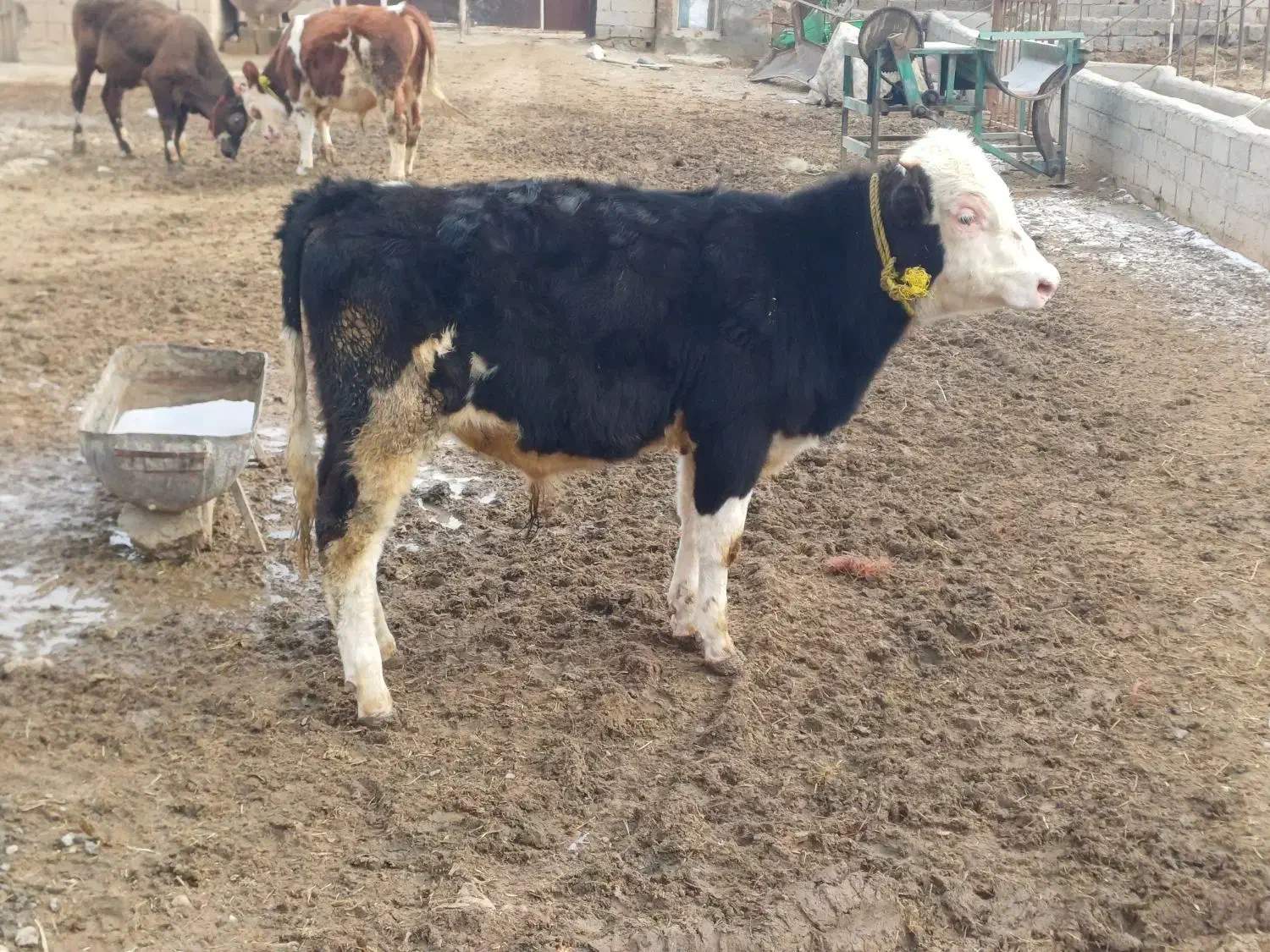 گوساله نر|حیوانات مزرعه|چهاربرج, |دیوار