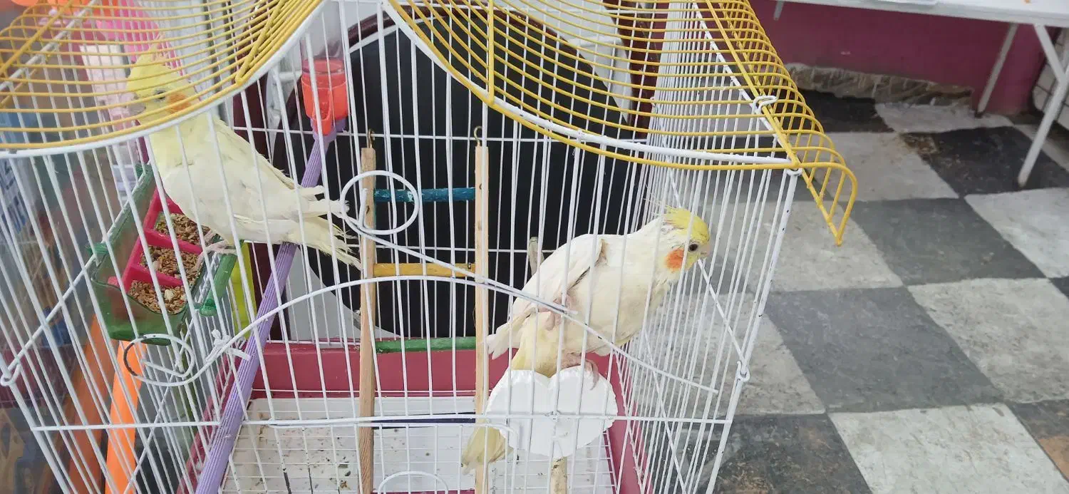 عروس هلندی دستی|پرنده|کوهدشت, |دیوار