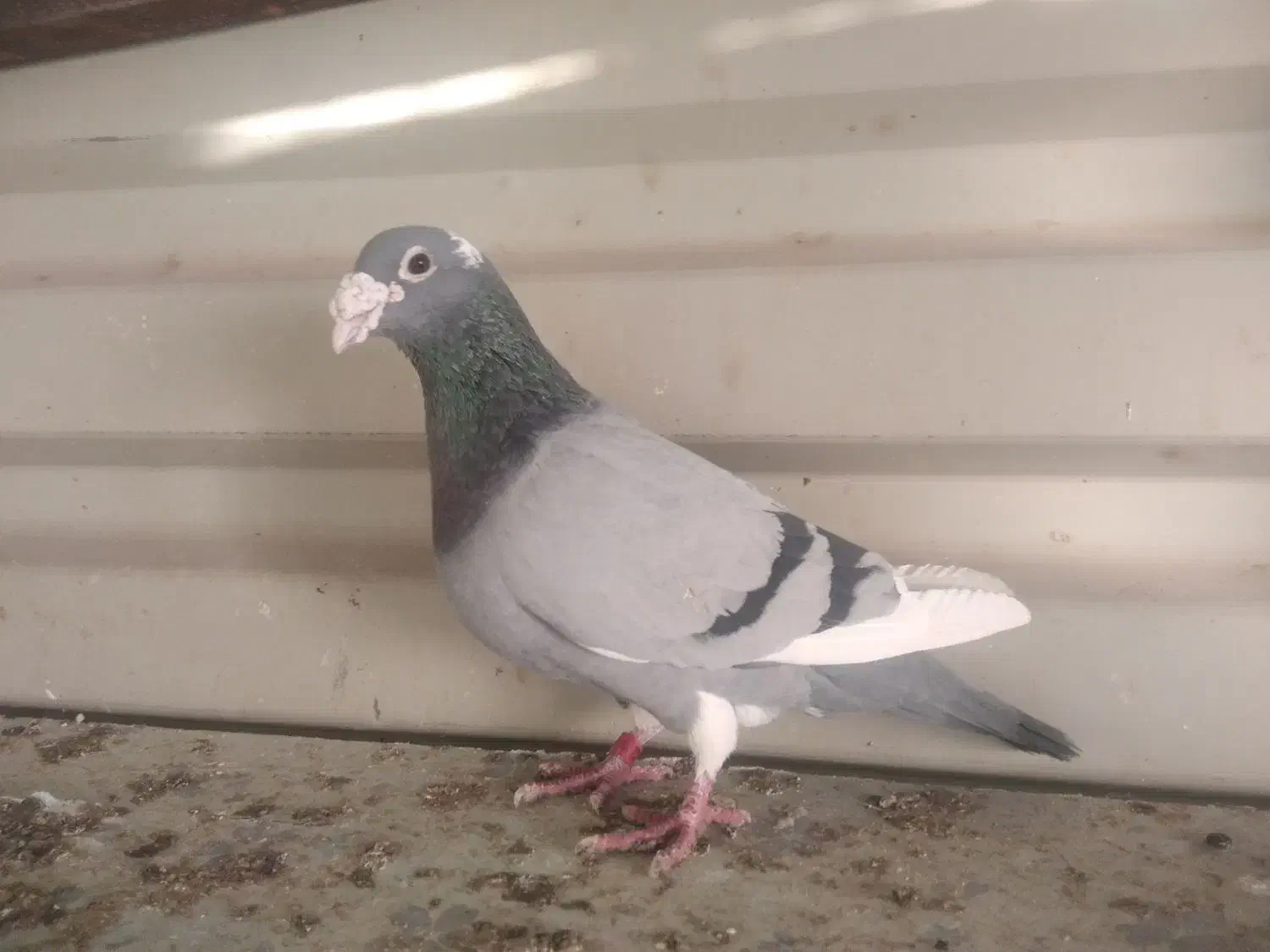 کبوتر|پرنده|بیرجند, |دیوار