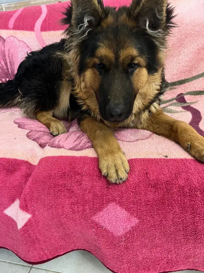 سگ ژرمن شپرد شولاین|سگ|شیراز, تندگویان|دیوار