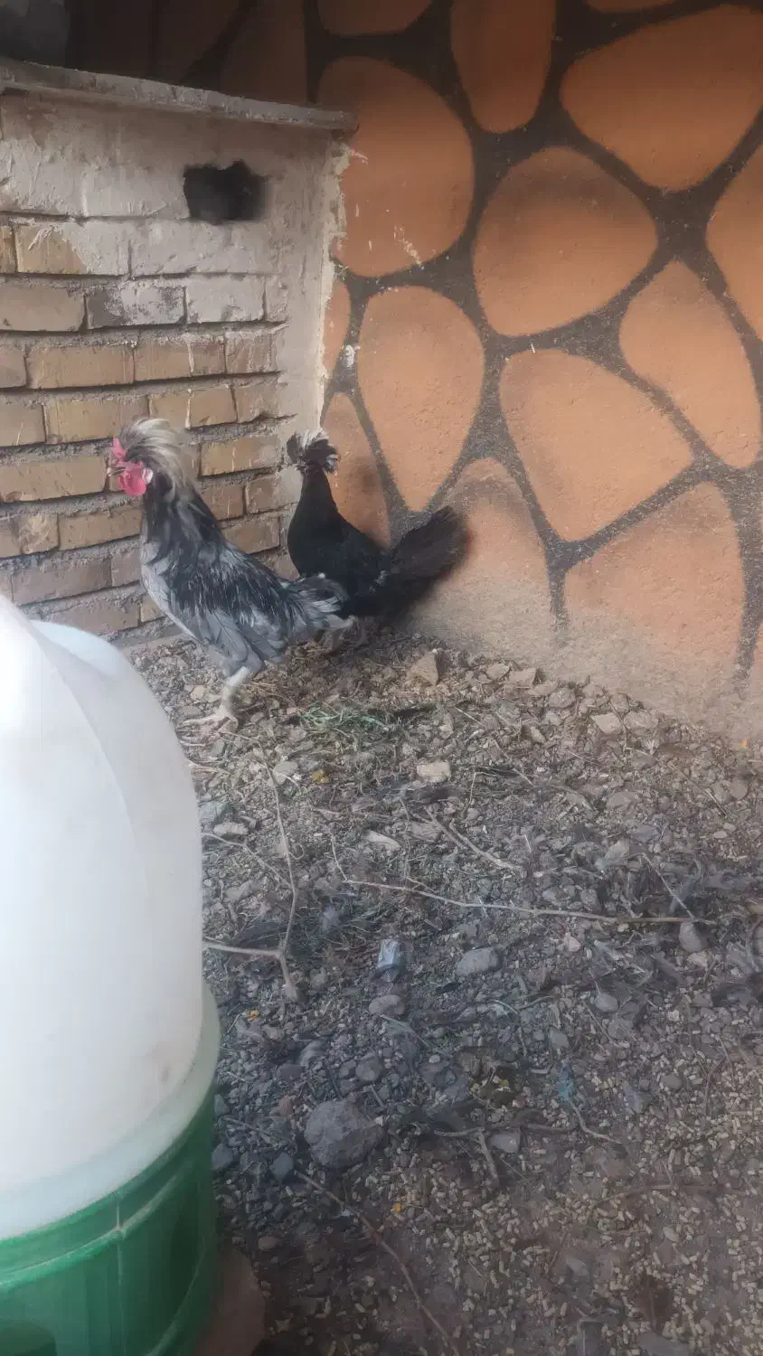 مرغ و خروس لهستانی|حیوانات مزرعه|تربتحیدریه, فتح المبین|دیوار