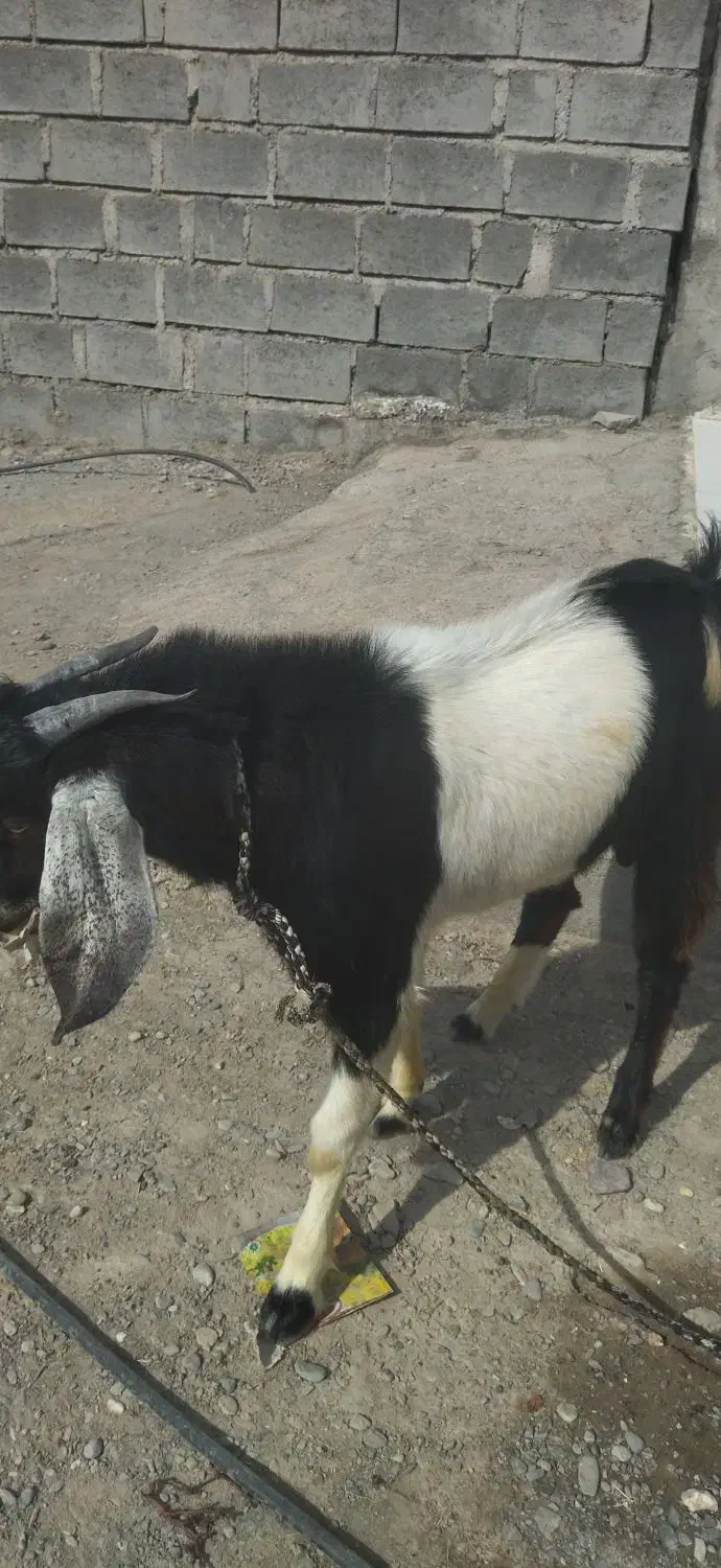 نری جوان و سرحال|حیوانات مزرعه|رودخانه, |دیوار