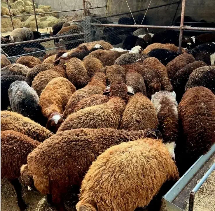 «گوسفند زنده کم چربی /شکم خالی با پلاک سلامت»|حیوانات مزرعه|مشهد, نوید|دیوار