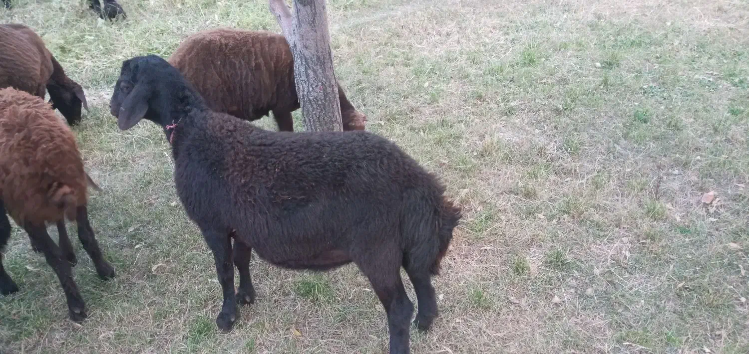 بره نر قره قزل افشار اصل برای نسل کشی|حیوانات مزرعه|زنجانرود, |دیوار