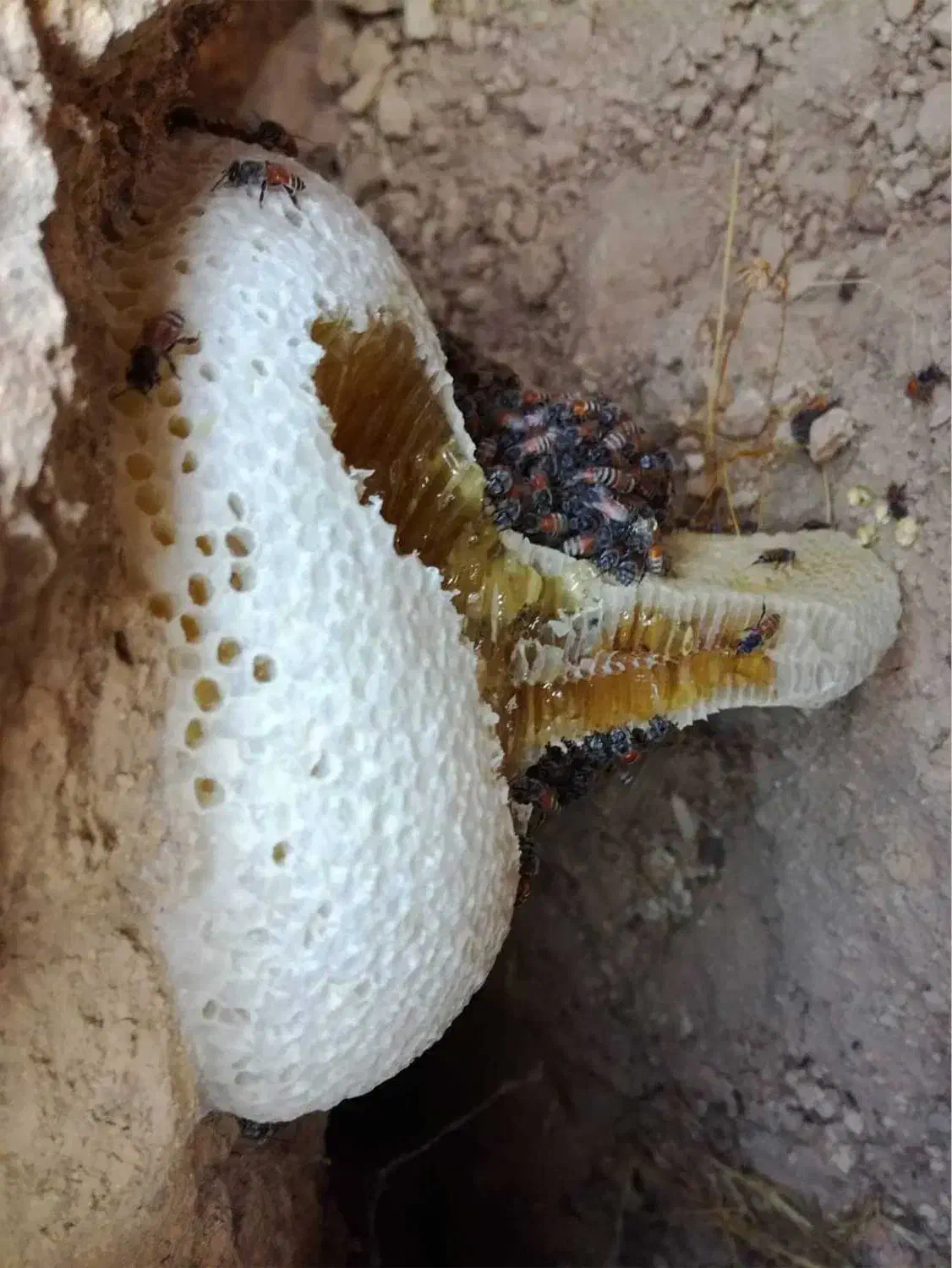 عسل وحشی|خوردنی و آشامیدنی|مرودشت, ثبت احوال|دیوار