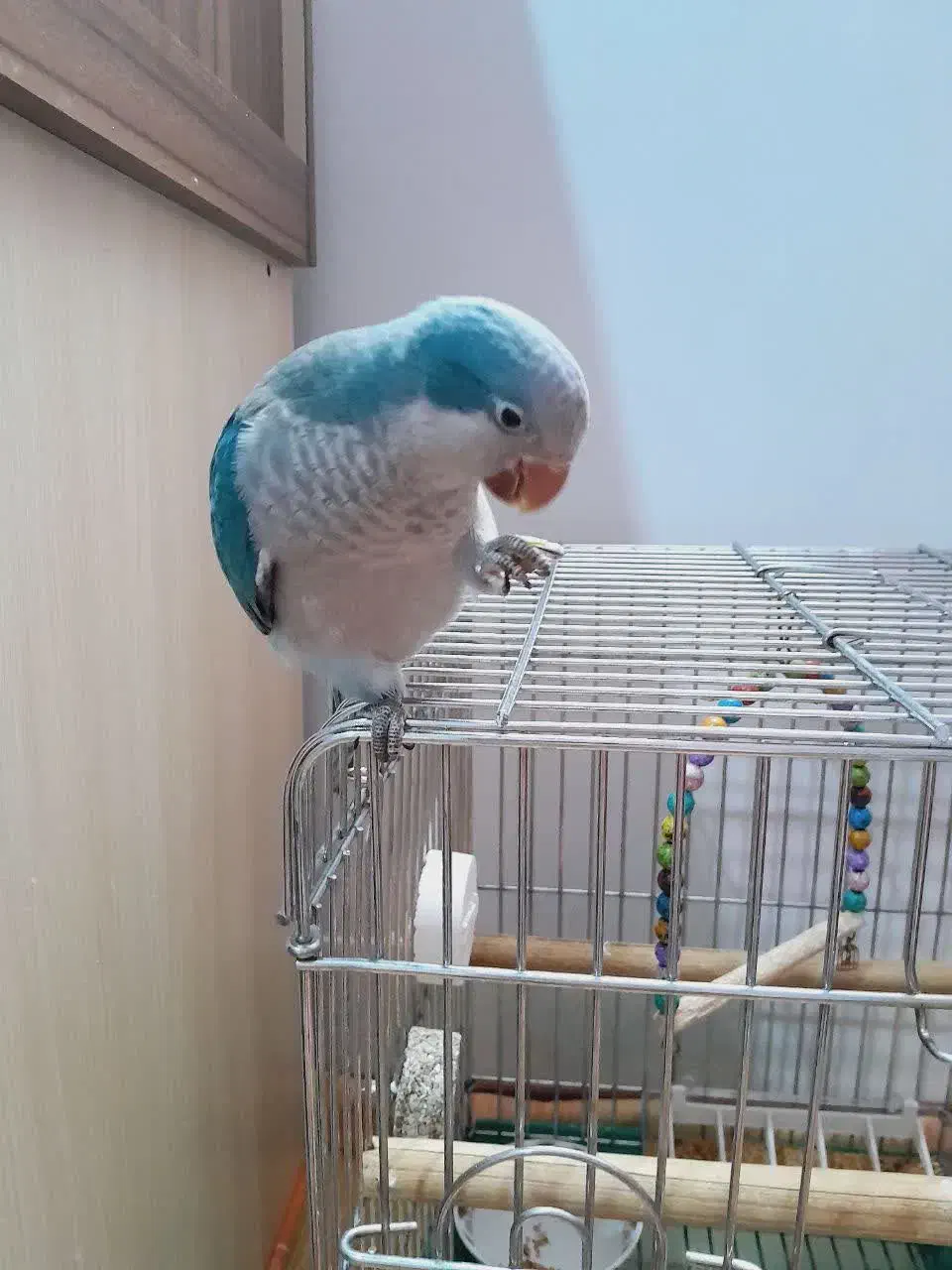 راهب سخنگو|پرنده|شاهرود, |دیوار