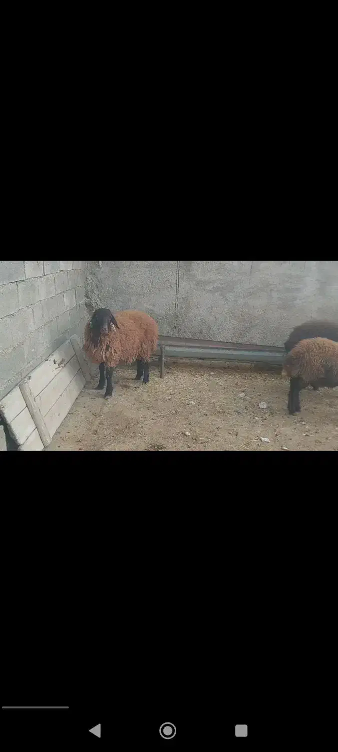 سه راس همو|حیوانات مزرعه|قوچان, |دیوار