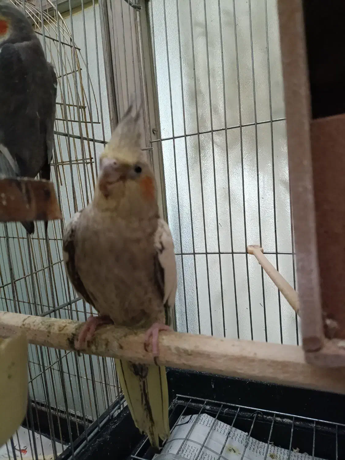 عروس هلندی مولد به همراه سه جوجه|پرنده|تهران, سبلان (لشگر)|دیوار