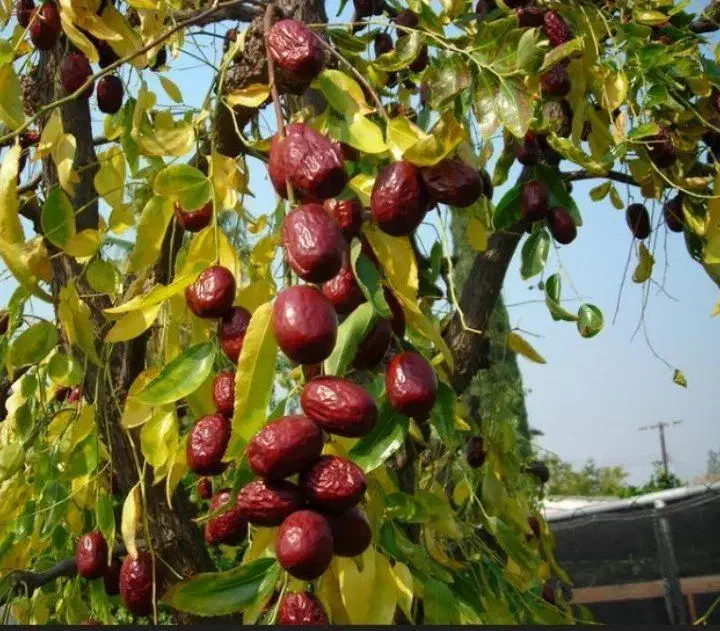 شرکت نهال های تضمینی|خدمات باغبانی و درختکاری|قزوین, |دیوار