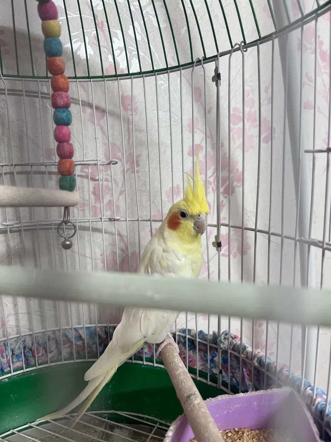 عروس هلندی|پرنده|اصفهان, سپاهانشهر|دیوار