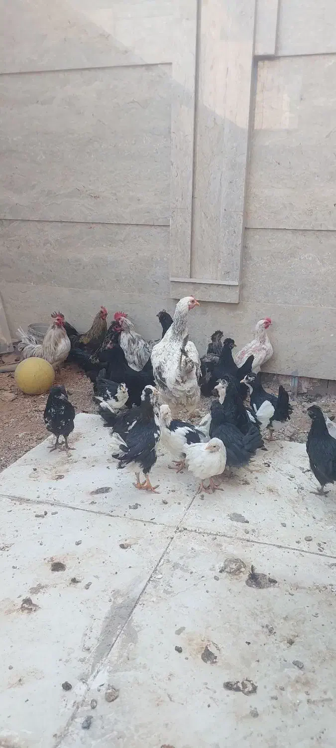 مرغ و خروس|حیوانات مزرعه|هشتگرد, فاز ۲ مهستان|دیوار