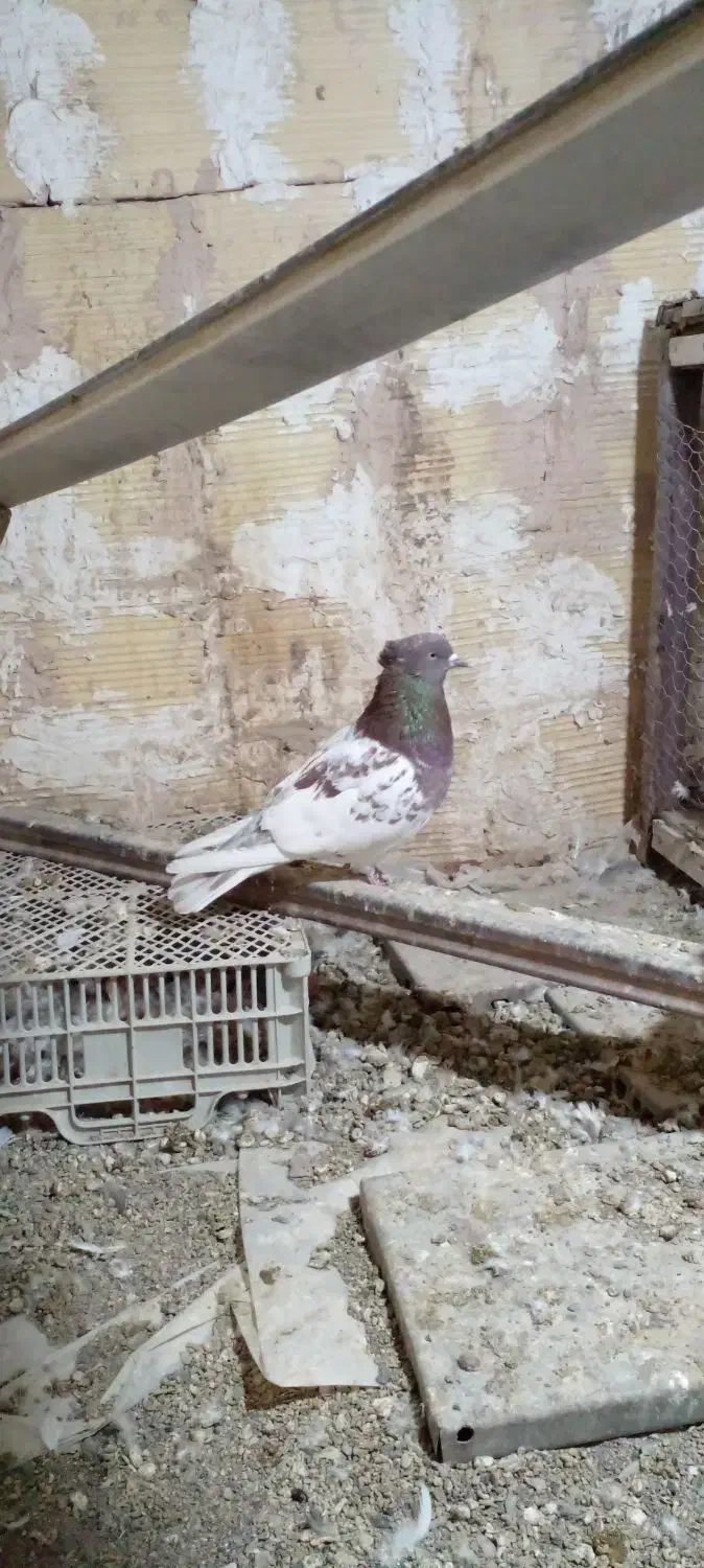 کبوتر|پرنده|مشهد, موسوی قوچانی|دیوار