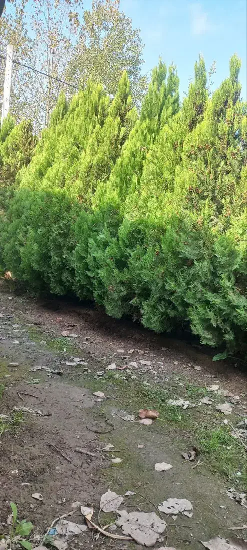 درخت کاج ۲متری|گل و گیاه طبیعی|لشت نشا, |دیوار