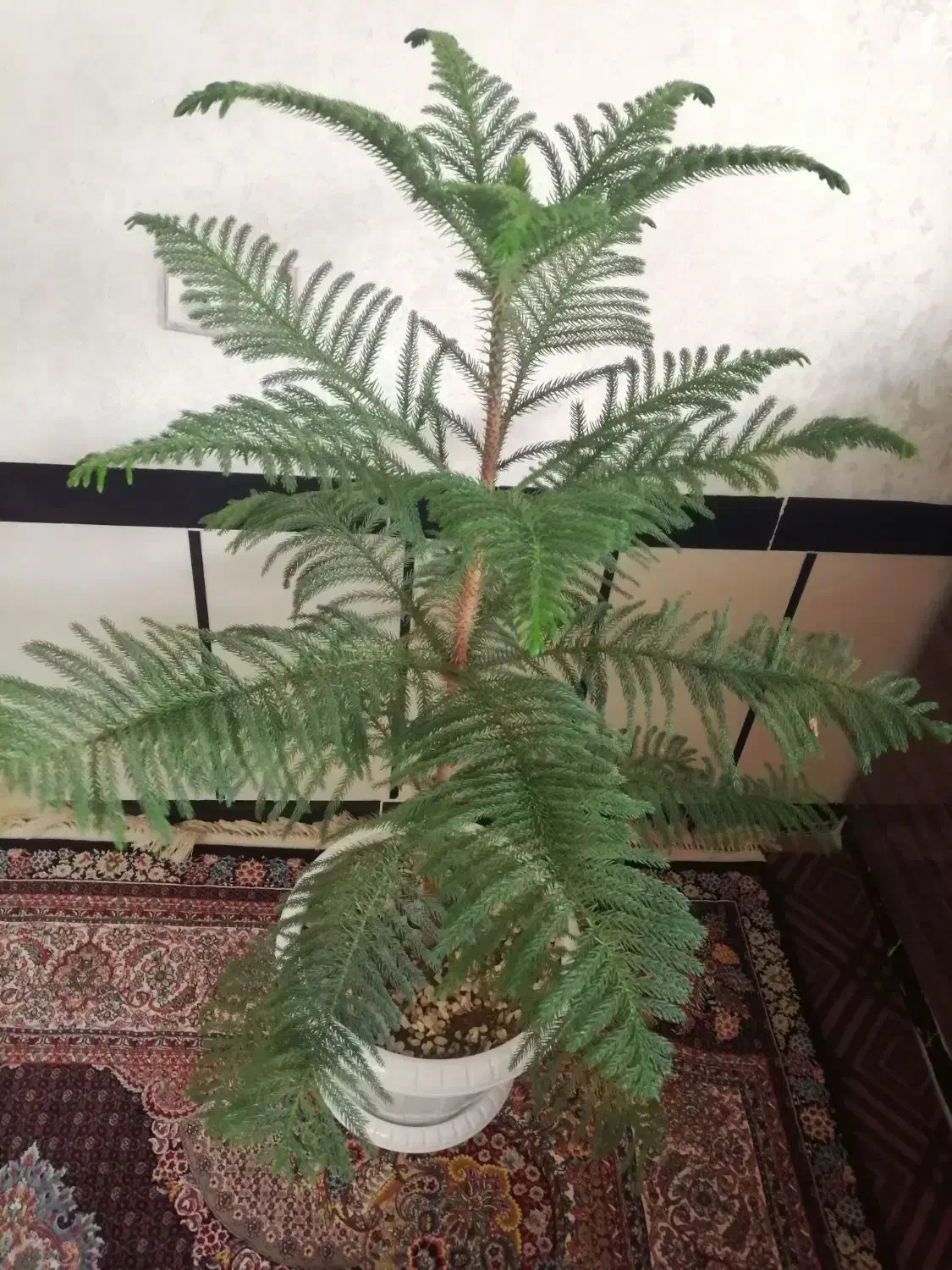 گل بزرگ|گل و گیاه طبیعی|پیرانشهر, |دیوار