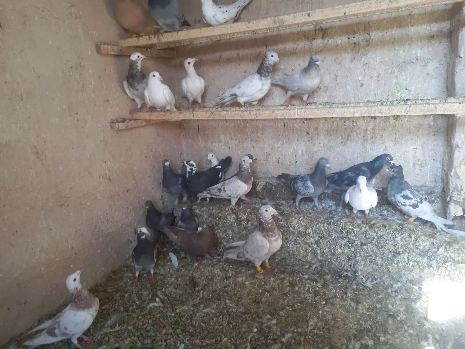 دورگ و پلاکی|پرنده|مبارکه, |دیوار