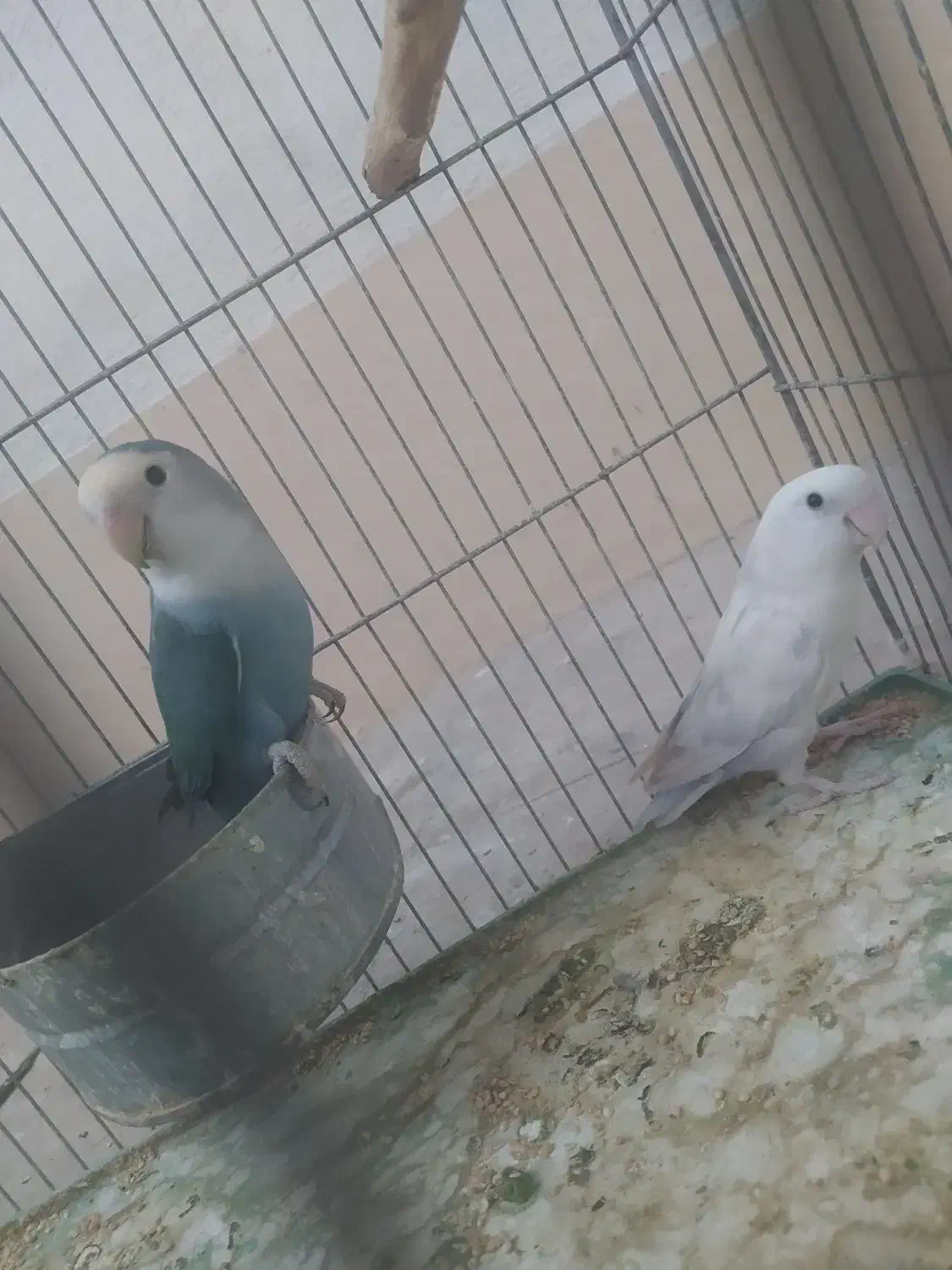 یک جفت کوتوله برزیلی|پرنده|شیراز, کوشک میدان|دیوار