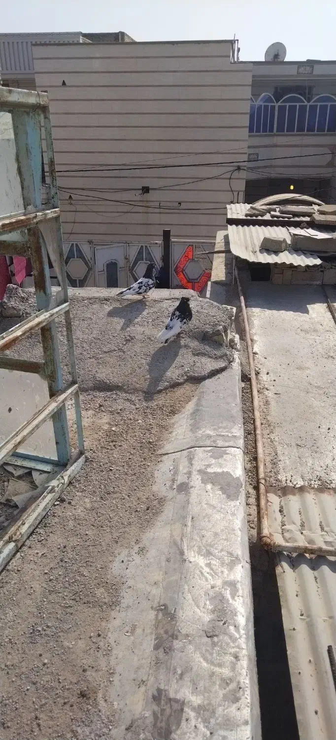 کبوتر|پرنده|سوسنگرد, |دیوار