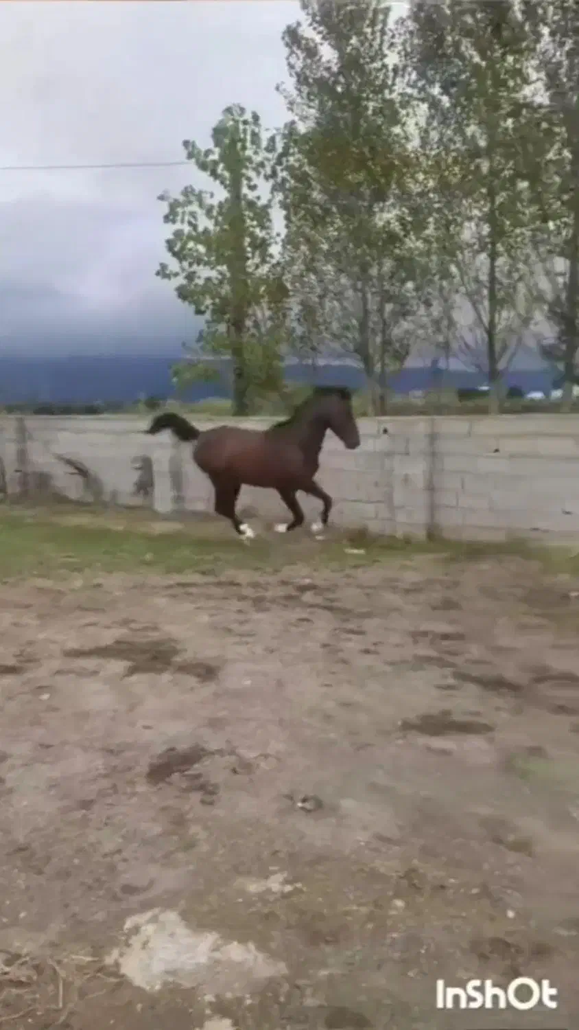 فروش نریان کرد ۵ سال|حیوانات مزرعه|خرمآباد (تنکابن), |دیوار