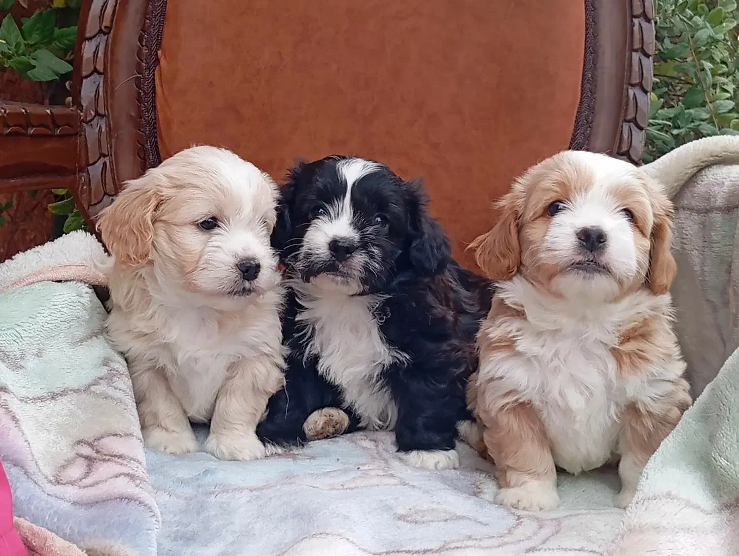 سگ شیتزو بسیار زیبا|سگ|تهران, الهیه|دیوار