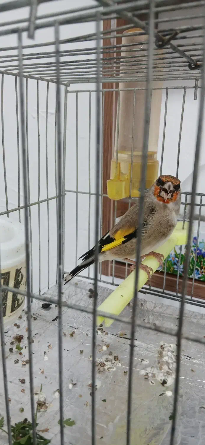 سهره کرمانی نر|پرنده|بجنورد, |دیوار