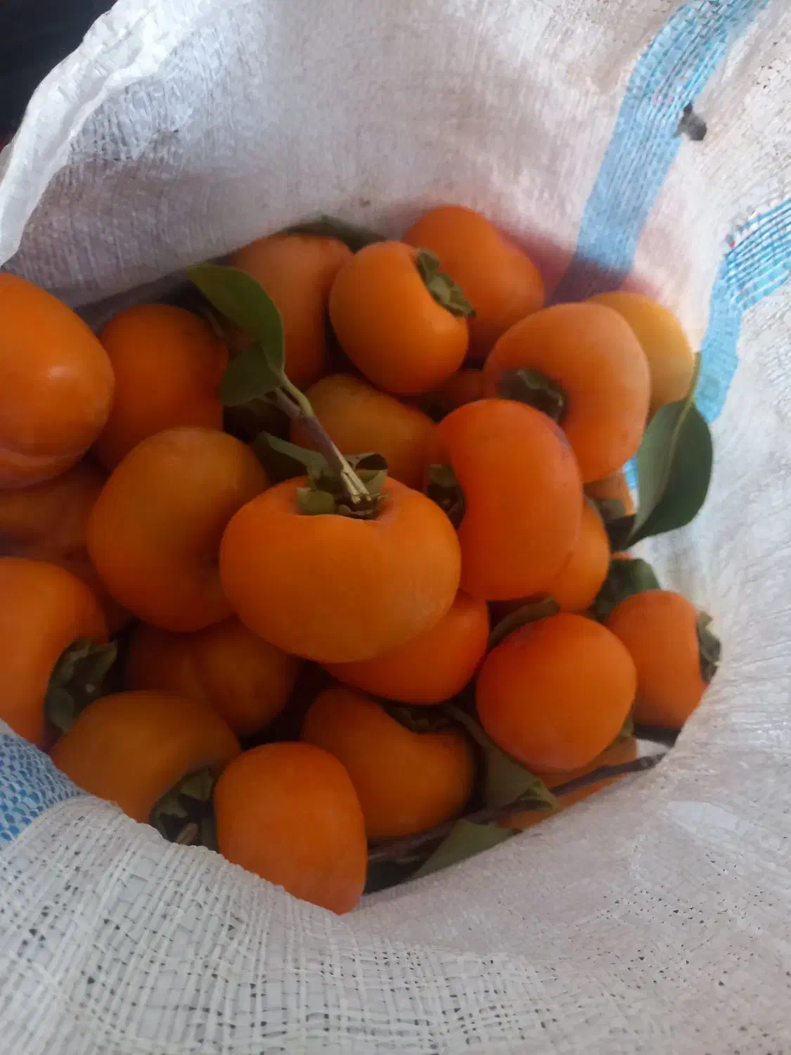 خرمالو تازه چین و درشت|خوردنی و آشامیدنی|قرق, |دیوار
