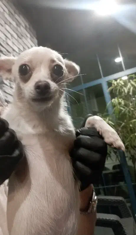 سگ شیواوا اشپیتز|سگ|گرگان, |دیوار