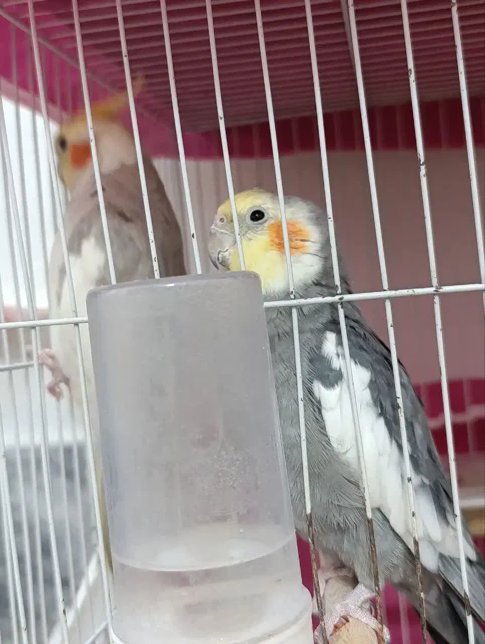 جفت عروس هلندی مناسب جوجه کشی با قفس ب شرط جوجه|پرنده|مشهد, هفت تیر (نه دره)|دیوار