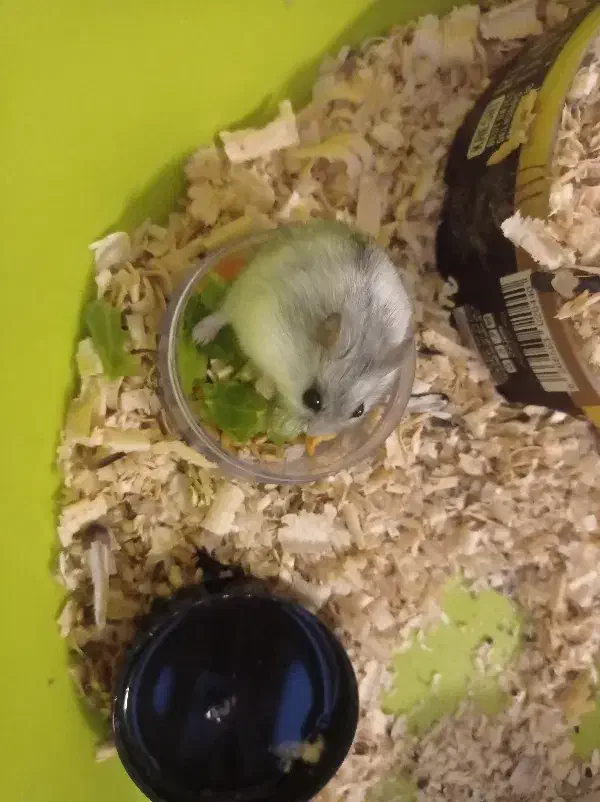 همستر خانگی|موش و خرگوش|تبریز, |دیوار