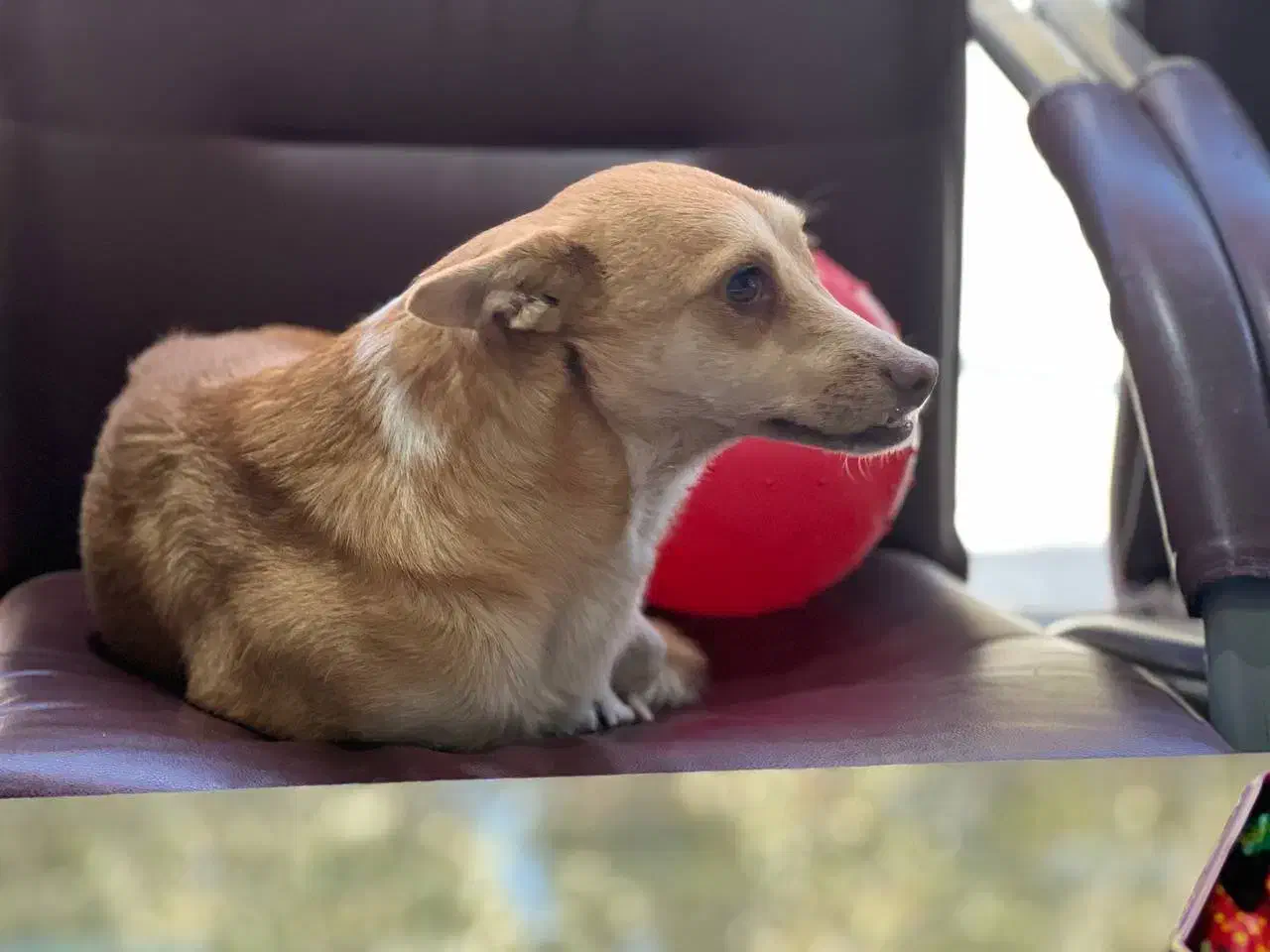 واگذاری سگ بسیارمهربون میکس اشپیتز تریر|سگ|باغستان, |دیوار