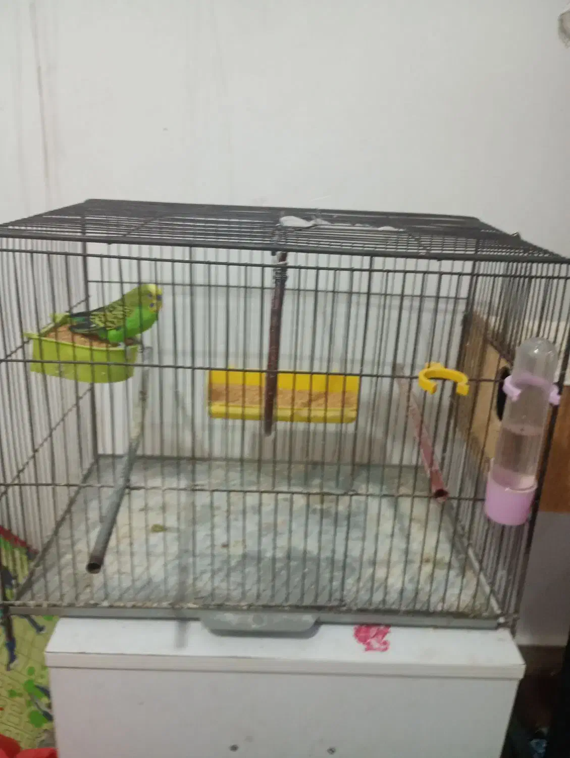 مرغ عشق با قفس|پرنده|کارون, |دیوار