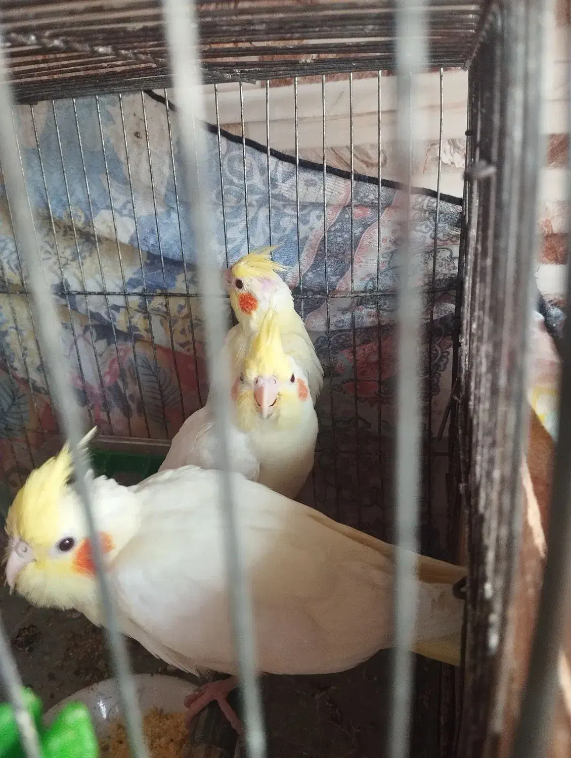 طوطی عروس سه ماه دست آموز|پرنده|رشت, جماران|دیوار