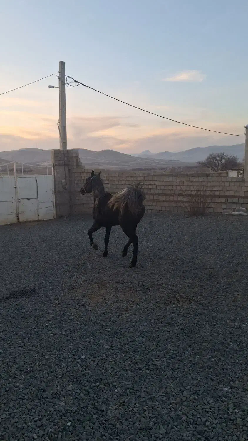 اسب|اسب و تجهیزات اسب‌سواری|سقز, |دیوار