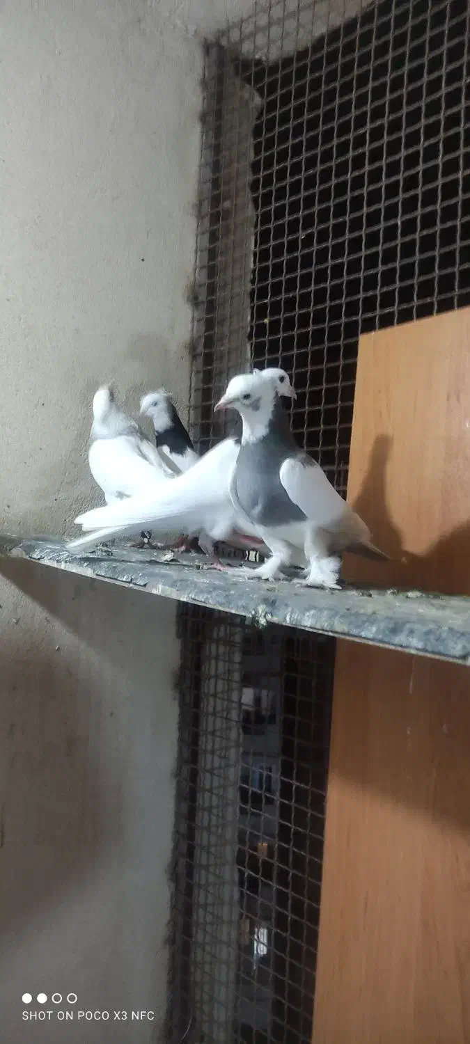 قفس و کفتر جفتی|پرنده|صدرا-فارس, فاز ۱|دیوار