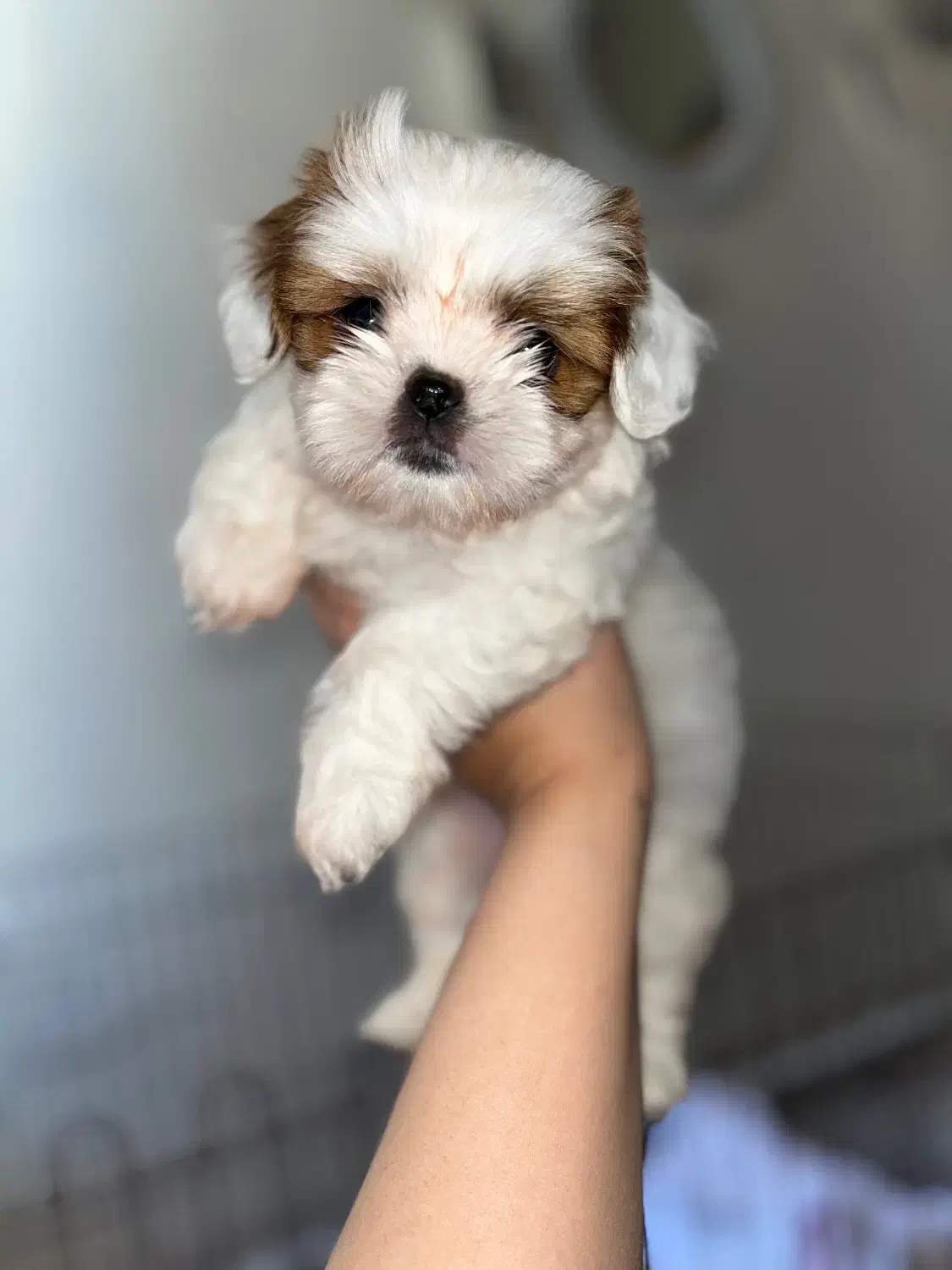 پودل شیتزو دو نژاده شناسنامه دار|سگ|تهران, جوادیه|دیوار