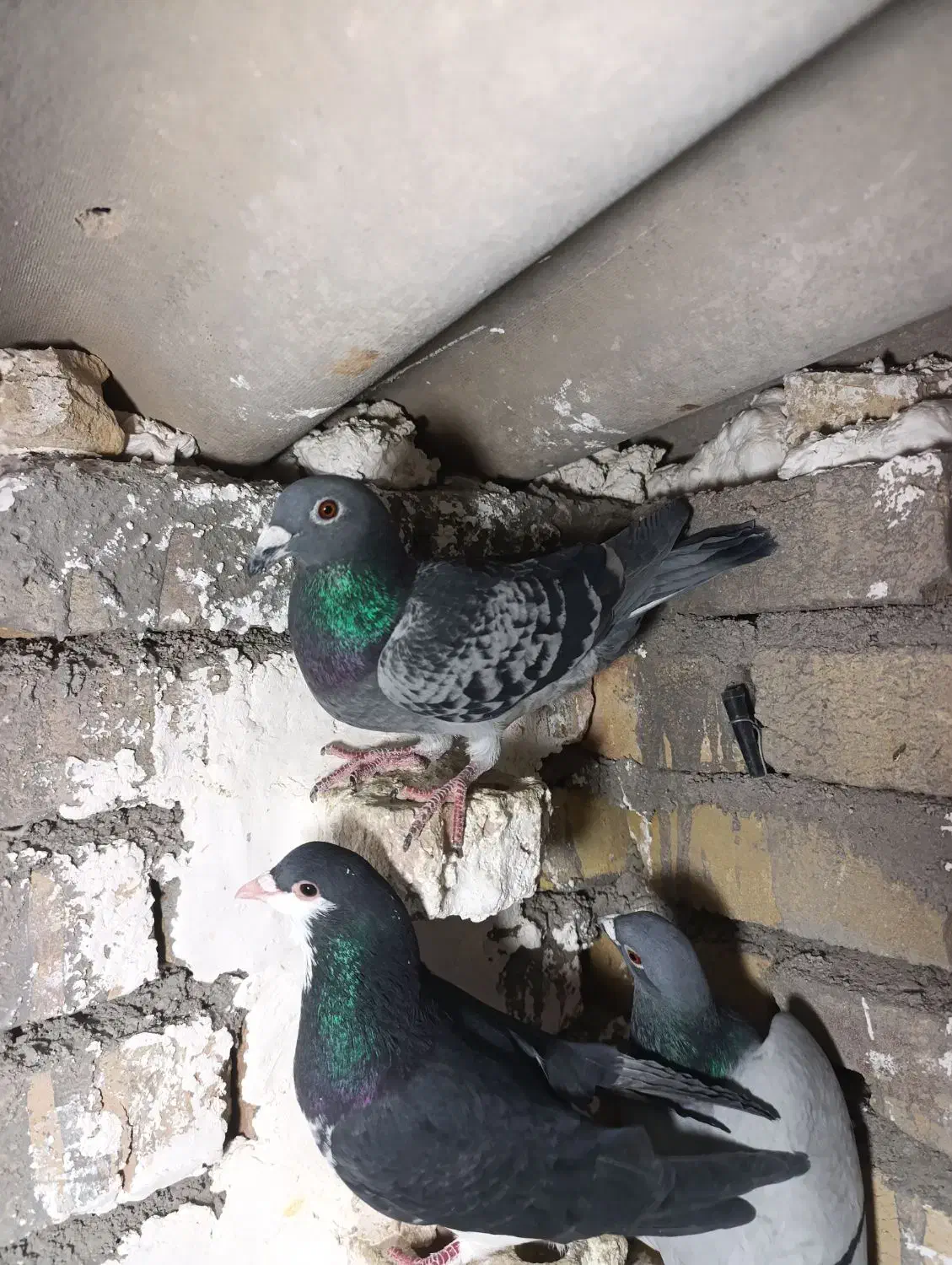 پلاکی|پرنده|بوئین زهرا, |دیوار