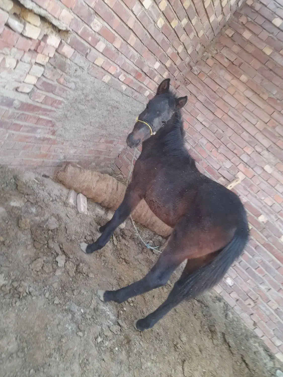 کره اسب نریون|اسب و تجهیزات اسب‌سواری|کرمان, |دیوار