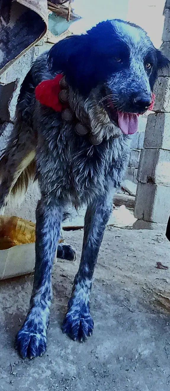 سگ قدرجونی|سگ|داران, |دیوار