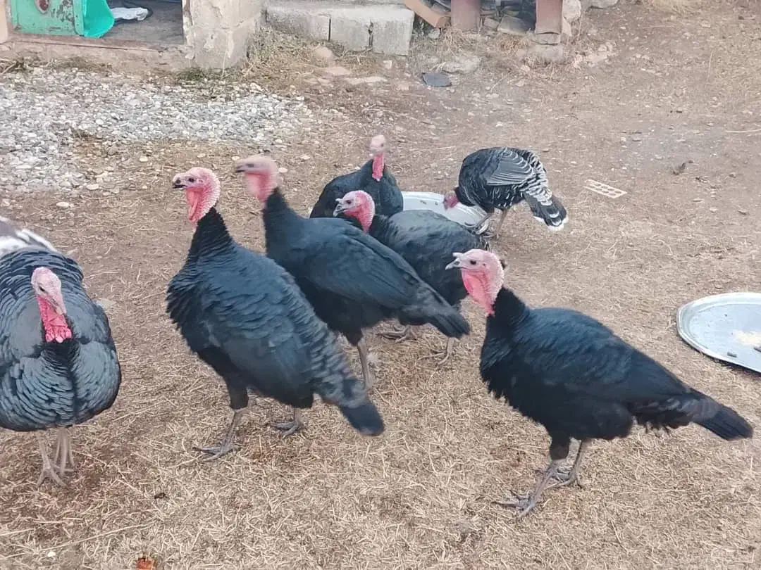 بوقلمون نر ارگانیک|حیوانات مزرعه|سیلوانه, |دیوار