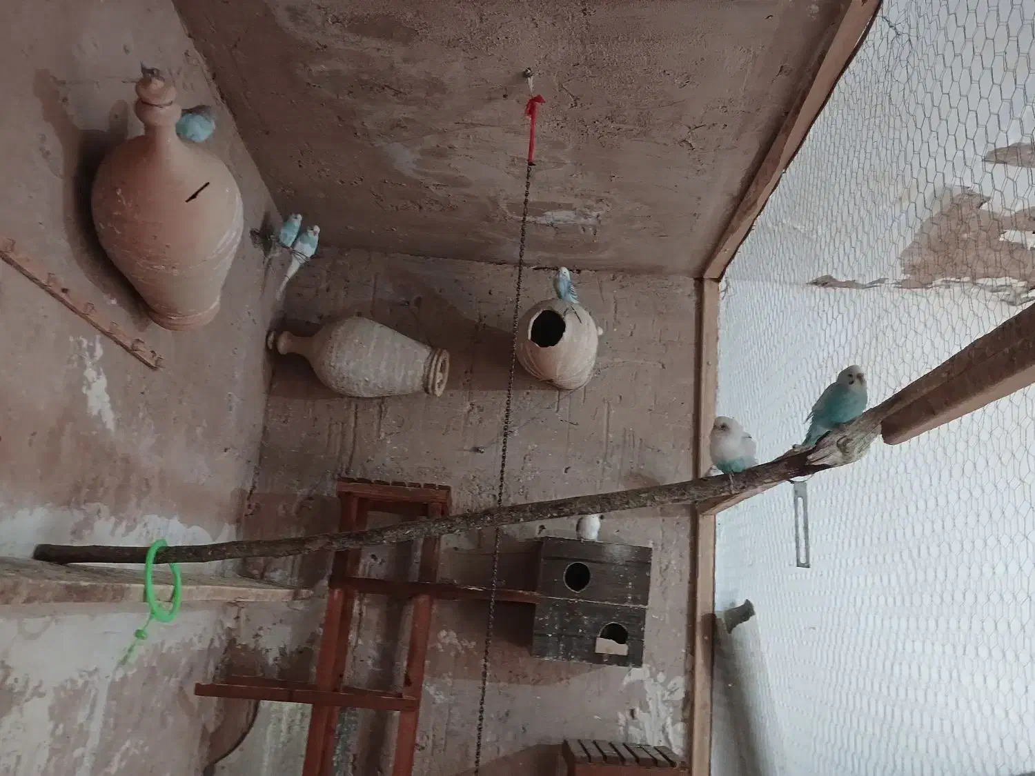 مرغ عشق|پرنده|تربت جام, شهرک معلم|دیوار