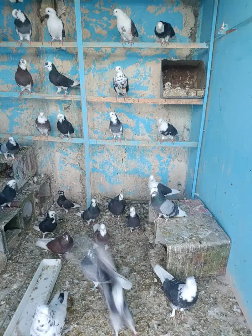 55عدد کفتر یکجا بفروش میرسد|پرنده|پیر بکران, |دیوار