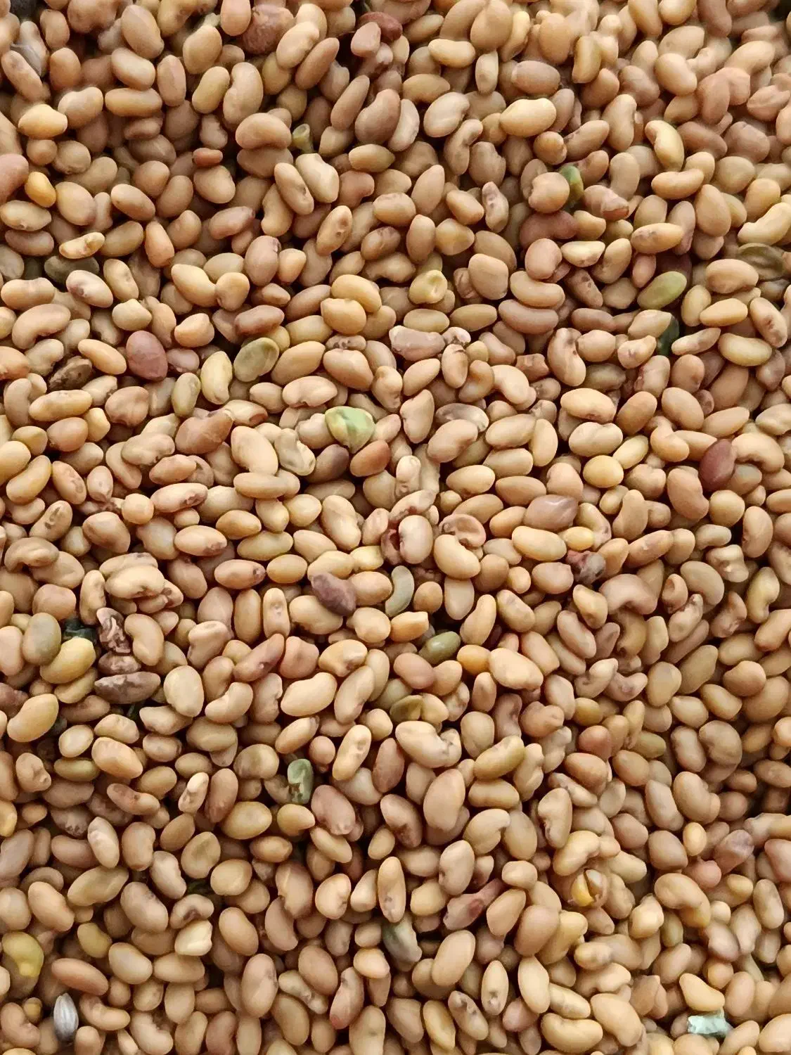 تخم (بذر)یونجه گلوان|خدمات باغبانی و درختکاری|مرند, |دیوار