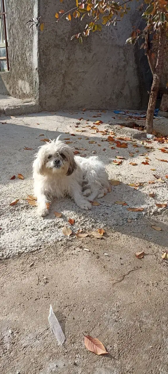 دو عدد سگ یک عدد شیتزو ماده و یک عدد سگ نگهبان نر|سگ|شاهین دژ, |دیوار